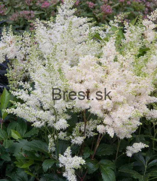 Astilbe 'Astary White'
